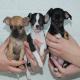 images/Puppy/Pupjes van Missy.jpg